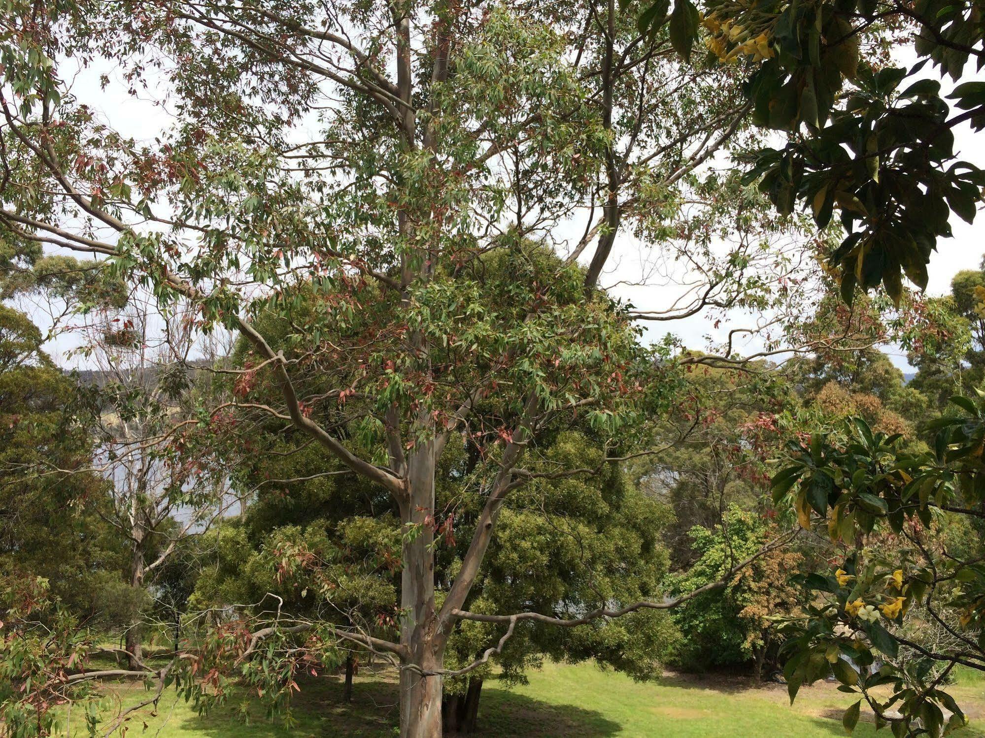 Tranquil Point Guest House Cygnet Exterior photo